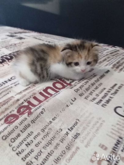 Красивая девочка вислоушка ищет дом