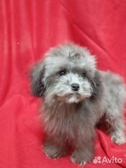 Той пудель импорт тикап