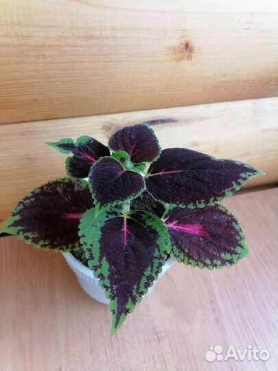 Колеусы вегетативные каллизия