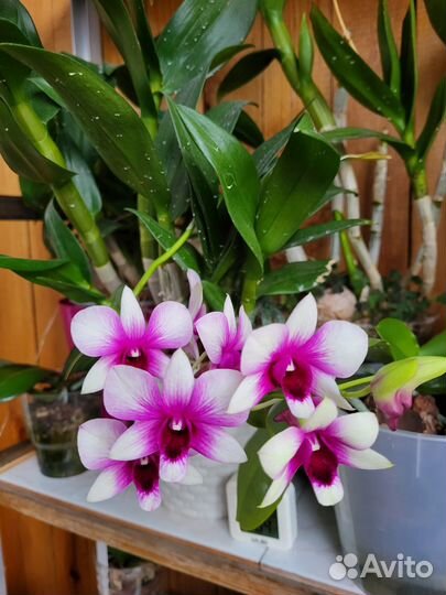 Орхидея дендрофаленопсис