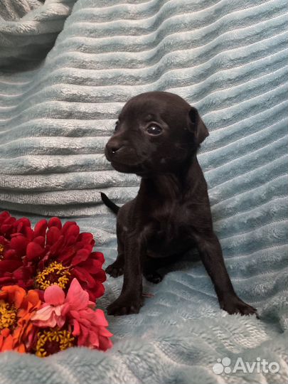 Той-терьер щенки