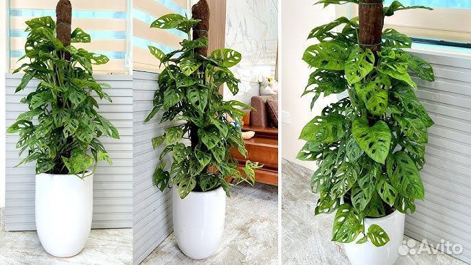 Монстера адансона