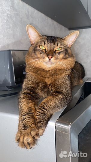 Вязка (Кот)
