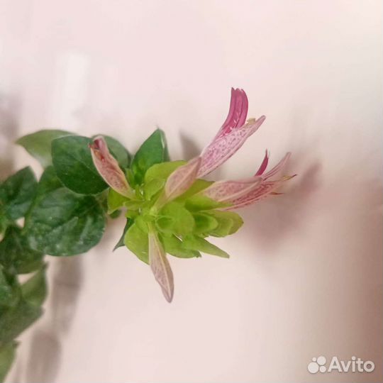 Белопероне цветущая 100