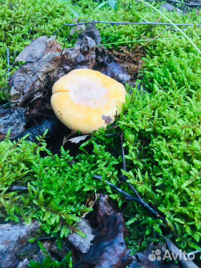 Продаю грибы лисички