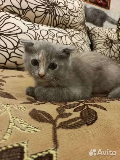 Котята породистые