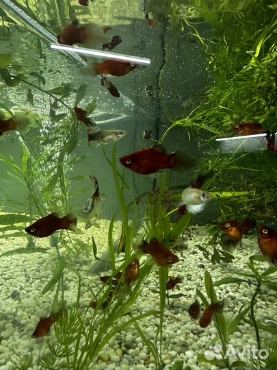 Аквариумные рыбки