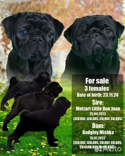 Щенки мопса от чемпионов России и РКФ