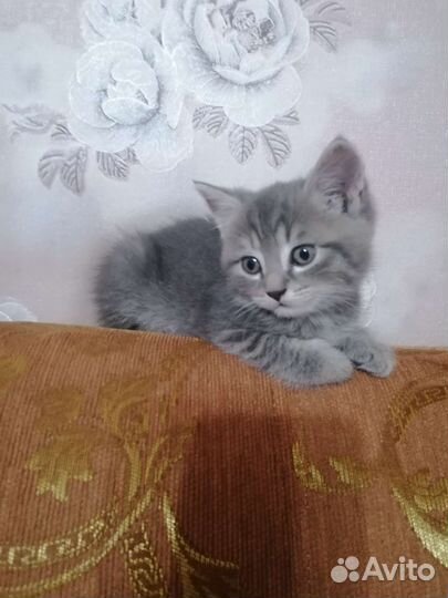 Кошка в дар