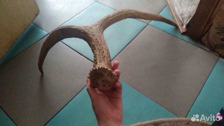 Продаю Рога