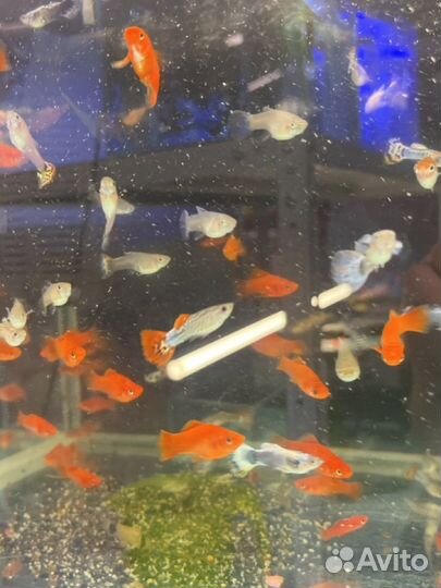 Аквариумные рыбки