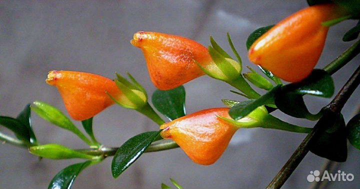 Нематантус