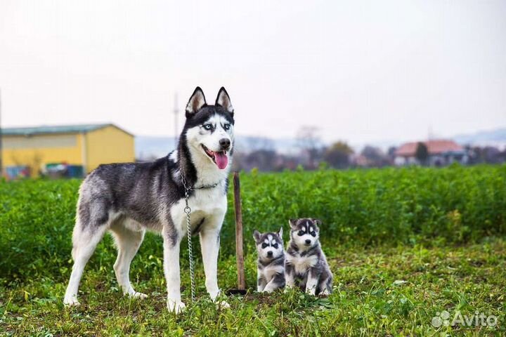 Сибирский хаски
