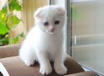Манчкин котята белые вислоухие с длинными лапам