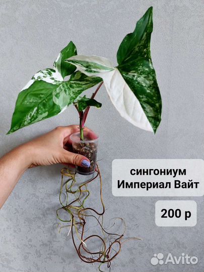 Комнатные растения (2 часть)