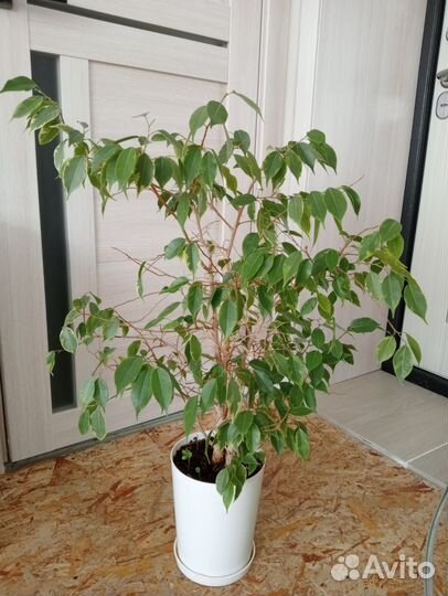 Фикус бенджамина