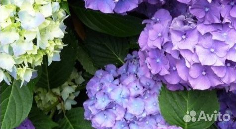 Гортензия крупнолистная из Ялты