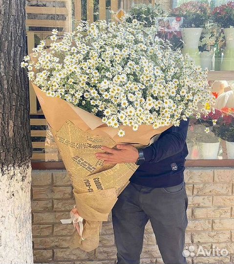 Ромашки Пионы Розы Доставка