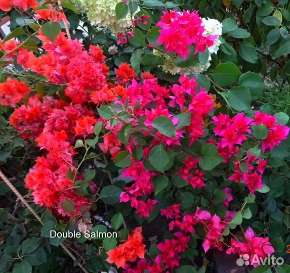 Бугенвиллия взрослая и детки