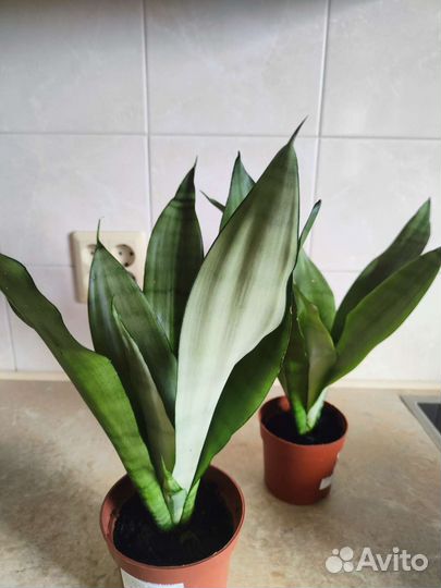 Сансевиерия муншайн
