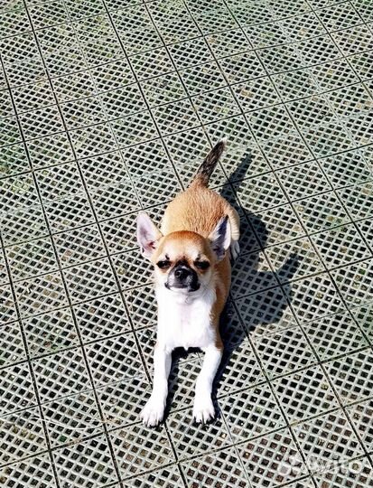 Чихуа минюшка мальчик 4,5 мес