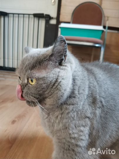 Британский кот в добрые руки