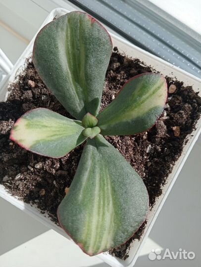 Крассула Блю Берд медиовариегатная