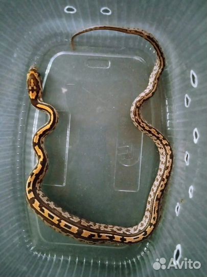 Полозы, ящерицы, пауки, скорпионы