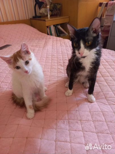 Шикарные котята