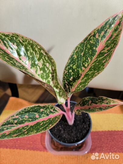 Аглаонемы редкие сорта
