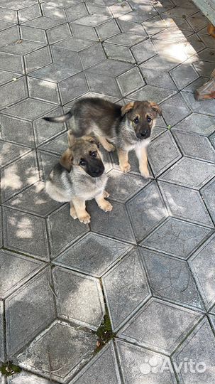 Собака в добрые руки отдам бесплатно