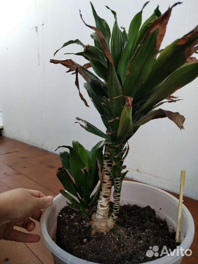 Комнатные цветы драцена