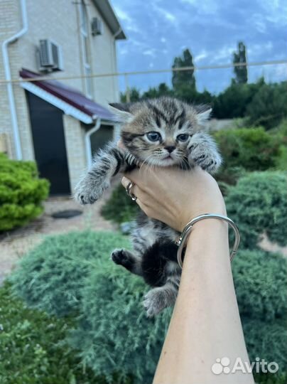 Плюшевые котята