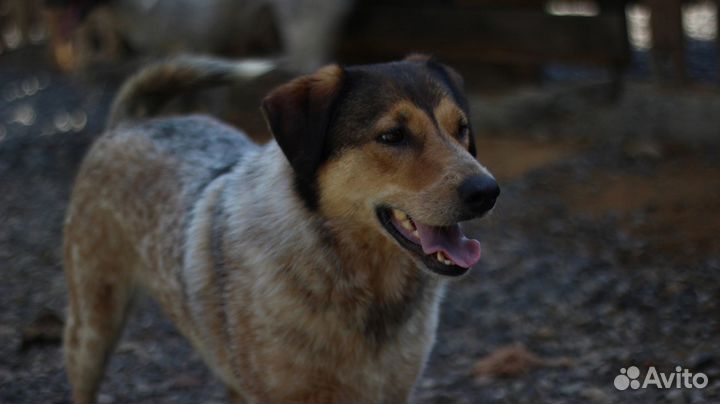 Милашка Айна