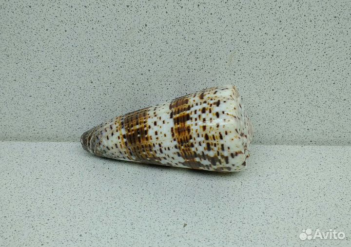 Конус императорской 7,6 морская ракушка раковина