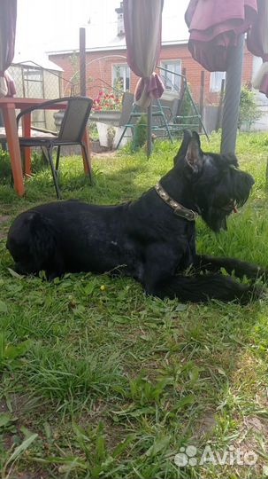 Ризеншнауцер вязка