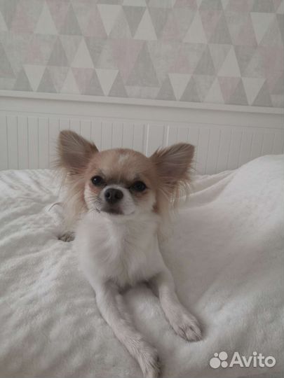 Кобель чихуахуа с голубым геном. Вязка