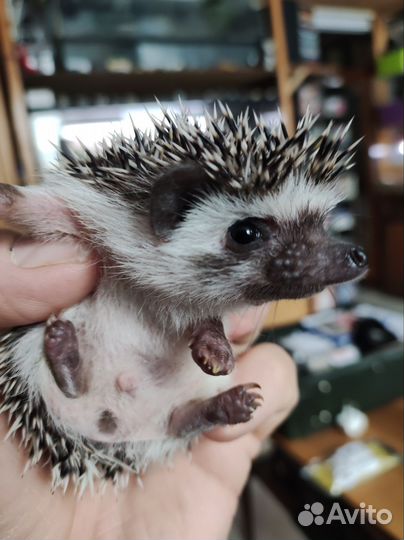 Ёжик африканский карликовый