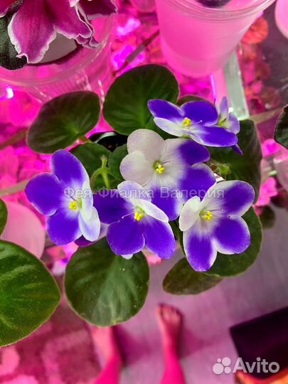 Фиалки сортовые