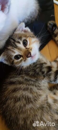 Отдам в добрые руки котят