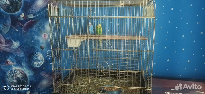 Попугайчики девочка мальчик