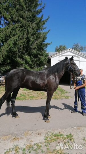Жеребец орловский рысак