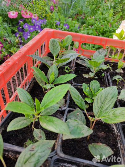 Гортензия метельчатая