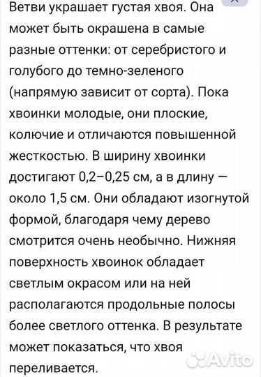 Пихта Корейская