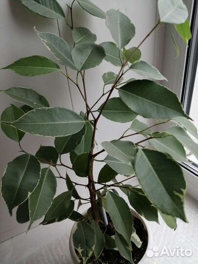 Фикус бенджамина. 2года