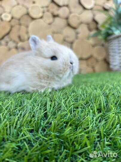 Мини карликовый кролик