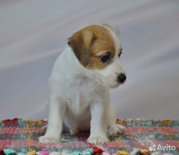 Щенки джек Рассел терьер. Девочки