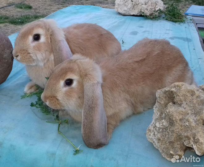 Племенных крольчат