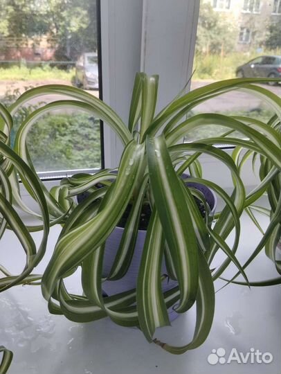 Хлорофитум кудрявый