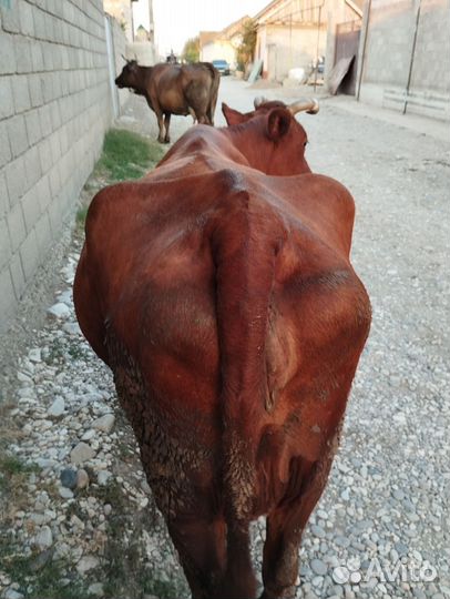 Коровы дойные
